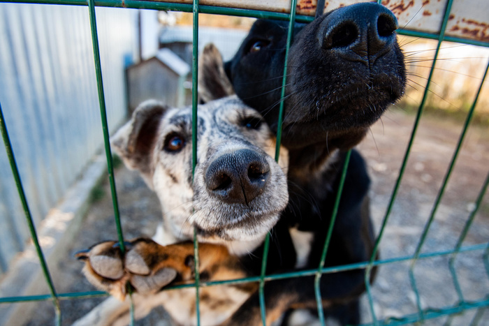 В Госдуме предложили возвращать собак из приютов на улицу после вакцинации