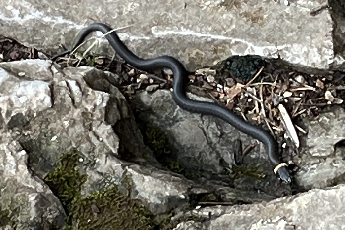 В Свердловской области на человека напала ядовитая змея