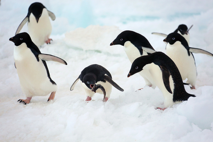 Гигантский айсберг погубил колонию пингвинов в Антарктиде