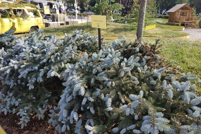 «Атмофест» вновь высадит сады на главной площади Екатеринбурга