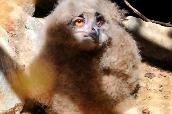 В зоопарке Екатеринбурга родился невероятно милый малыш. Только посмотрите на него!