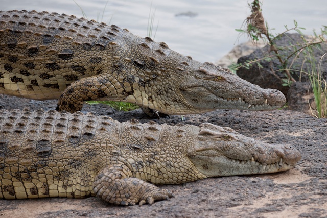 Филиппинский крокодил фото