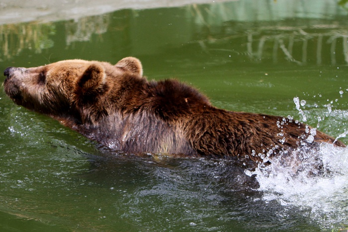 Животные утонули в зоопарке Уссурийска во время паводка
