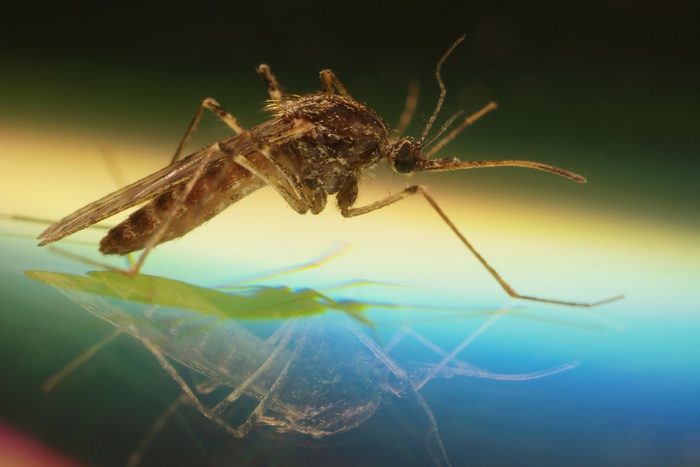 Роспотребнадзор объявил войну комарам на Черноморском побережье