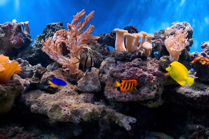 Челябинка насмерть порезалась, упав на аквариум