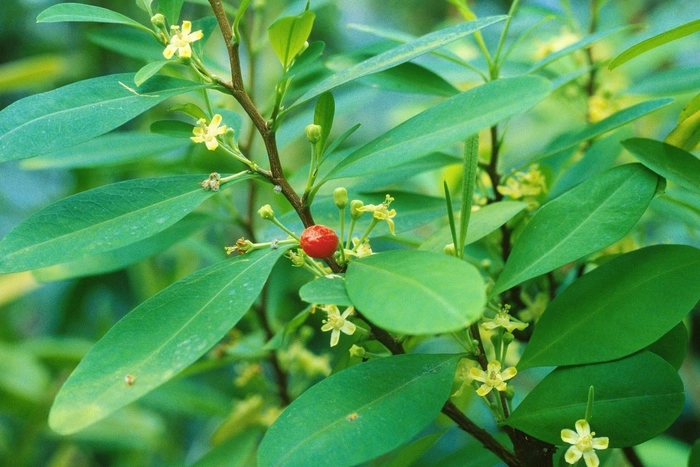 Президент Боливии разрешил вдвое увеличить площади для посева коки