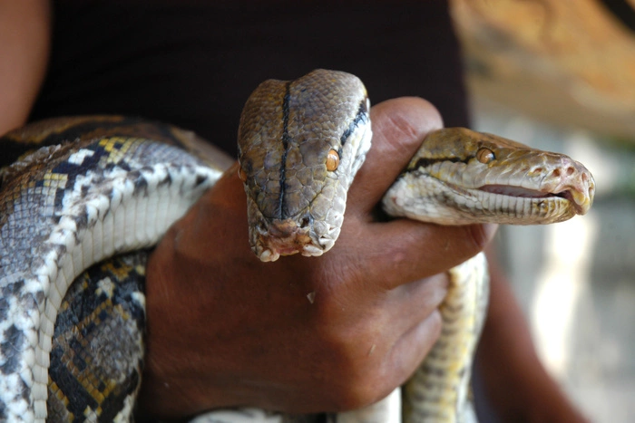 Журналист «России 1» рассказал о получении звания почетного экстрасенса России