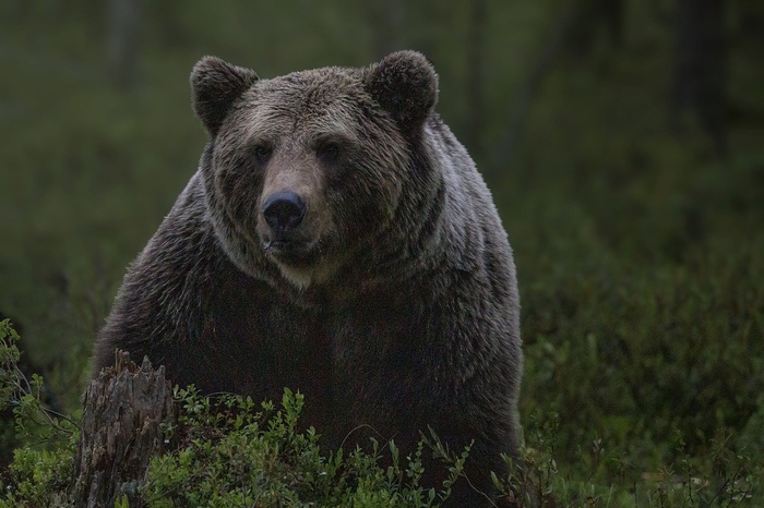 В Свердловской области охотники застрелили разгневанную медведицу, вышедшую в город