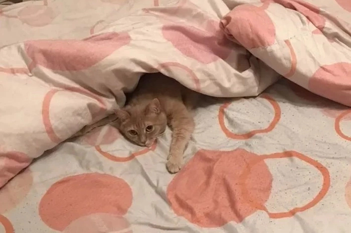 В Екатеринбурге продают кота за миллион рублей