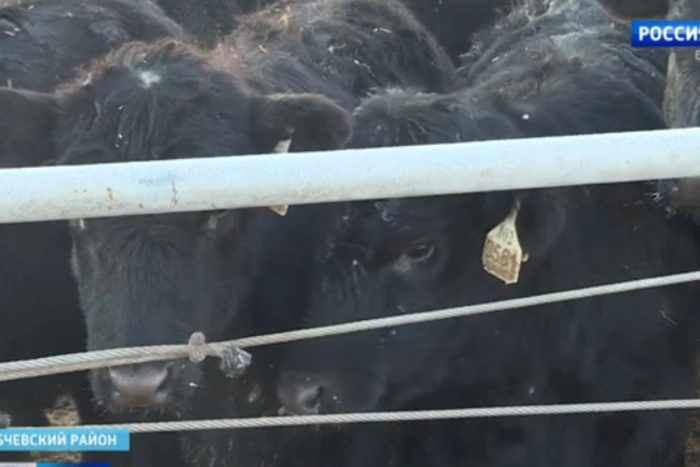 SHOT: ВСУ обстреляли ферму «Мираторг», погиб скот