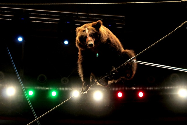 В Норильске уволили пытавшихся наехать на медведя машинистов