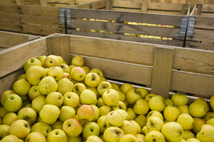 Под Екатеринбургом смешали с землей 2,3 тонны свежих яблок