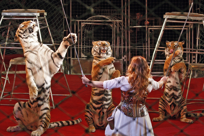 Тигры, спасенные после ДТП в Оренбуржье, готовятся к шоу в уфимском цирке