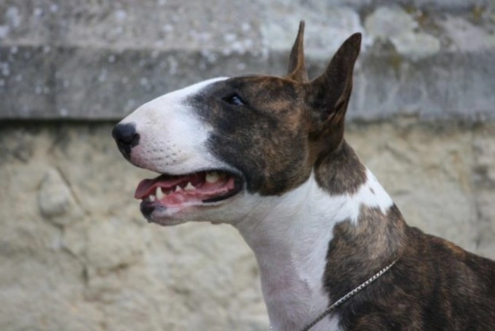 Утверждён список потенциально опасных собак