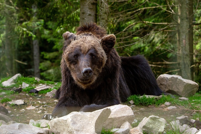 Жителя Тобольска, ушедшего в тайгу за ягодами, предположительно, загрыз медведь