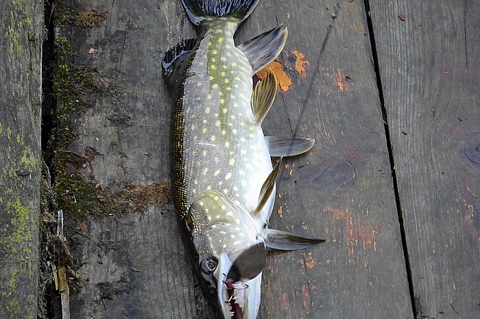 Свердловчанин нашпиговал рыбу тяжелым металлом ради победы в конкурсе