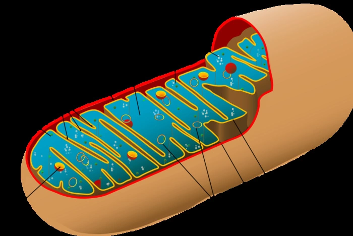 Ученые нашли секрет вечной молодости