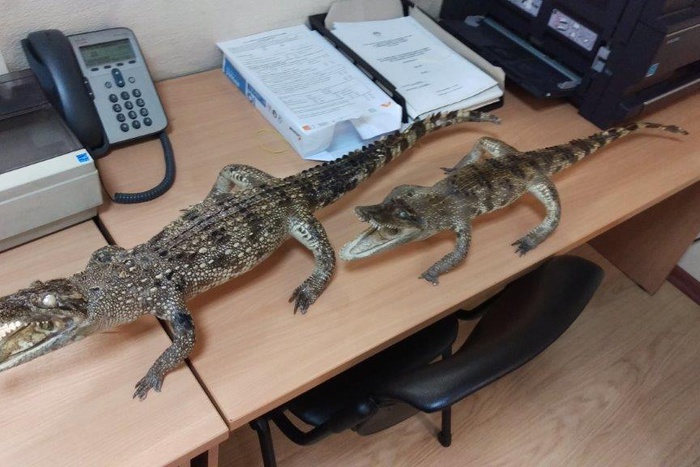 Чучела двух крокодилов изъяли на Кольцовской таможне