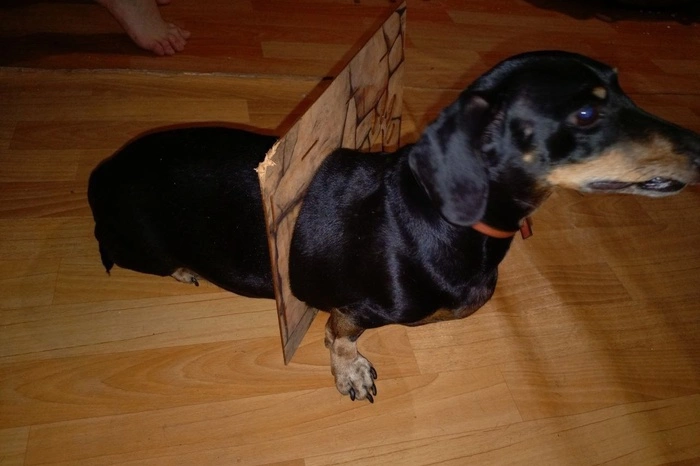 В Перми такса застряла в кошачьем домике