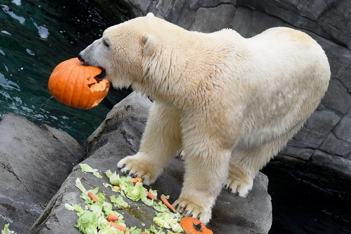 На арктической стройке Минобороны белому медведю скормили взрывпакет