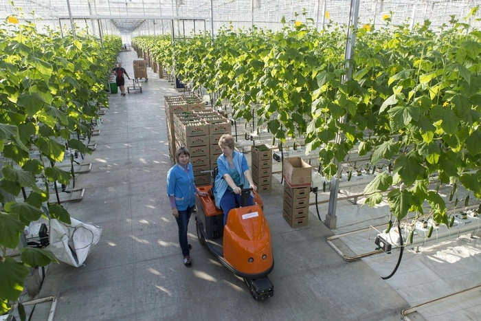 «УГМК-Агро» впервые получило зимний урожай огурцов