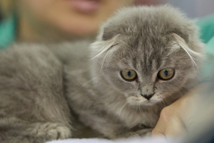 Эксперты рассказали, каких кошек больше всего любят екатеринбуржцы