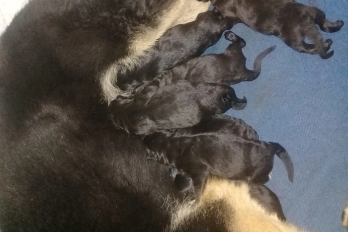 В племенном питомнике ГУФСИН родились щенки. Немного «ми-ми-ми» на фоне коронавируса