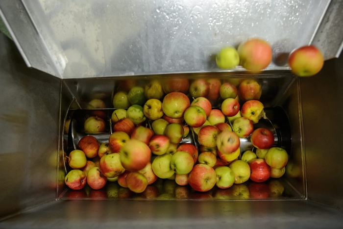 В Свердловской области сожгли полтонны санкционных яблок