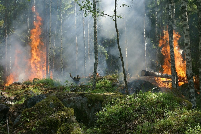 Ситуация усугубляется аномальной жарой: Куйвашев о пожарах в Свердловской области