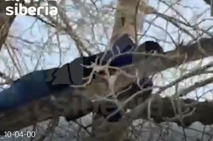 Мужчина изнасиловал 15-летнюю девочку, испугался полиции и залез на дерево — видео