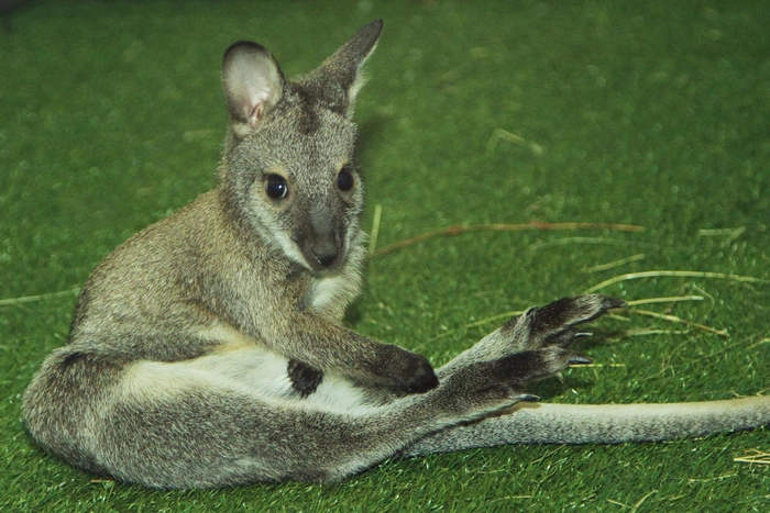 В Екатеринбургском зоопарке родилось сразу два кенгуренка