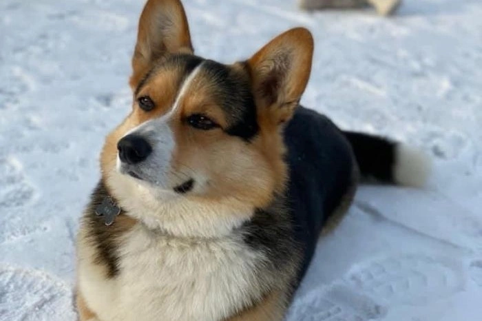 Пропавшего корги-блогера, за которого объявляли награду в 100 тысяч рублей, нашли мёртвым