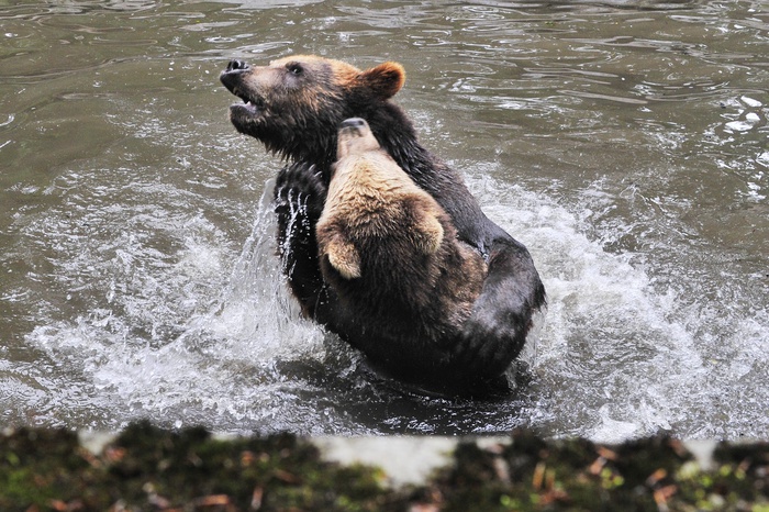 Медведь в приамурском заповеднике «поправил» сбитую медвежатами видеоловушку