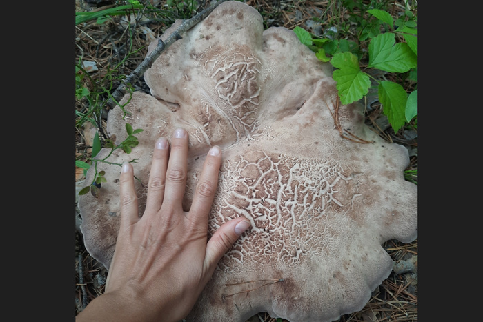 Екатеринбурженка нашла в лесу огромных размеров гриб