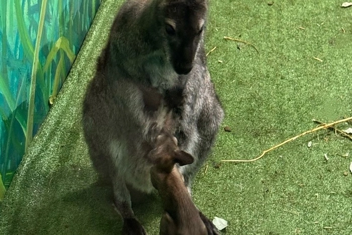 В Екатеринбургском зоопарке родились трое кенгурят