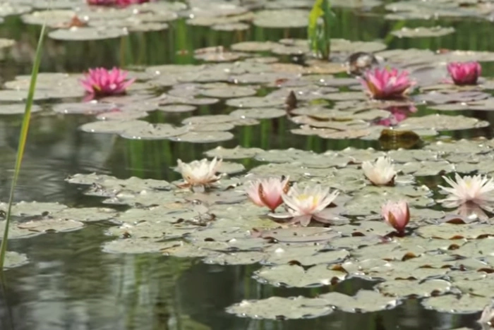 В Екатеринбурге дачникам запретили купаться в озере у элитного поселка