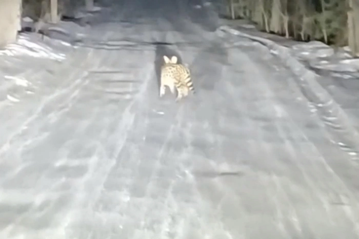 Назван хозяин дикой кошки, которая перепугала свердловчан