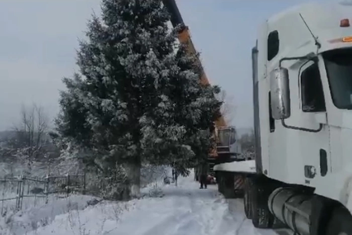 «Санитарная вырубка». Срубившие чужую ель чиновники заявили, что сделали это по заявке