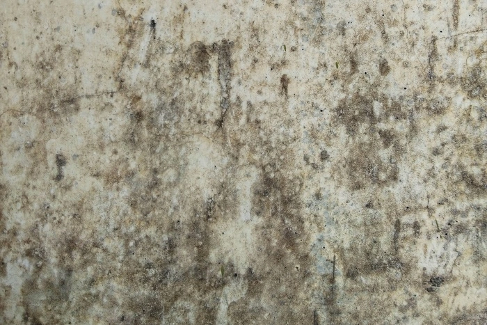 Свердловчанка отсудила у чиновников 700 тысяч рублей за плесень на стенах дома