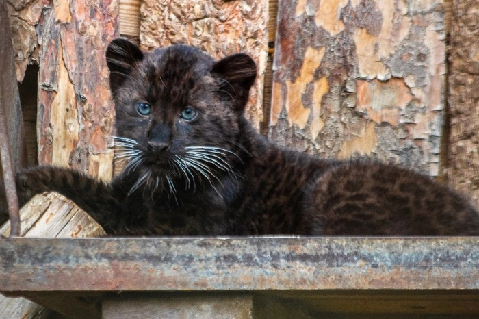 Фото, достойное стать мемом: малыши-леопарды появились в зоопарке Екатеринбурга