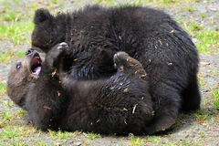 В ХМАО близ населенных пунктов появились голодные медведи