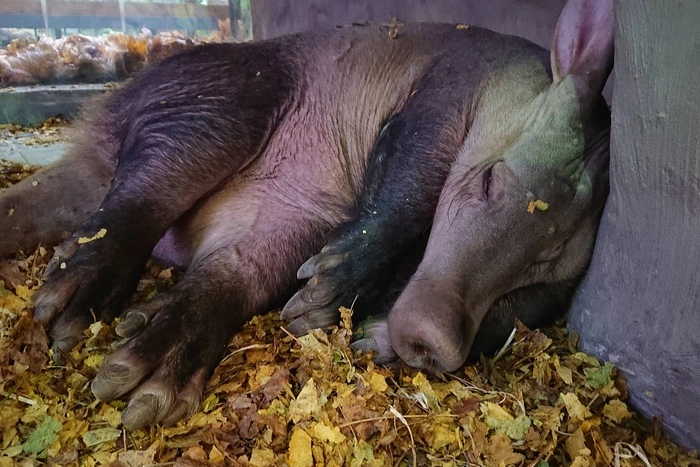 Африканский трубкозуб попытался сбежать из зоопарка в Калининграде