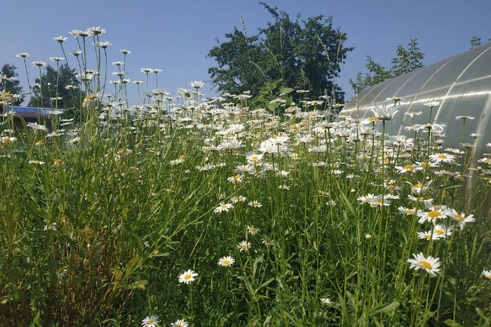 Дачников могут оштрафовать за мяту и ромашку