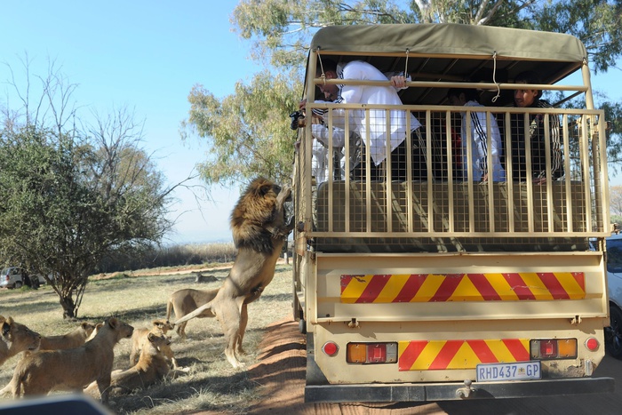 Львица напала на пару туристов в автомобиле в южноафриканском парке