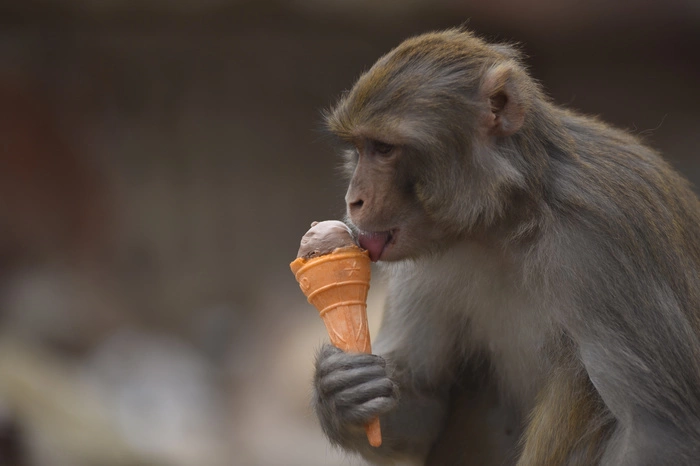 Роскачество разработало рекомендации по выбору мороженого