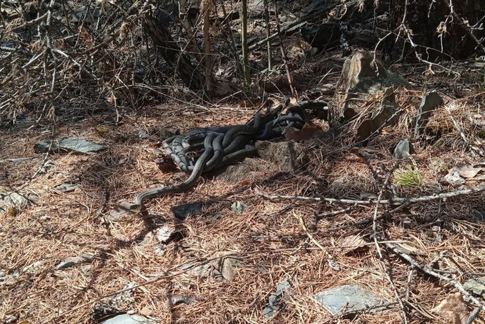 В Челябинской области нашли логово ядовитых змей