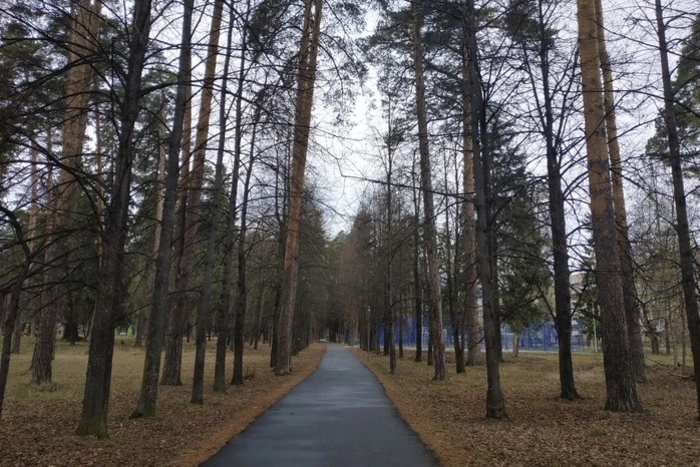 Бастрыкин взял под контроль ситуацию с вырубкой леса на Широкой речке