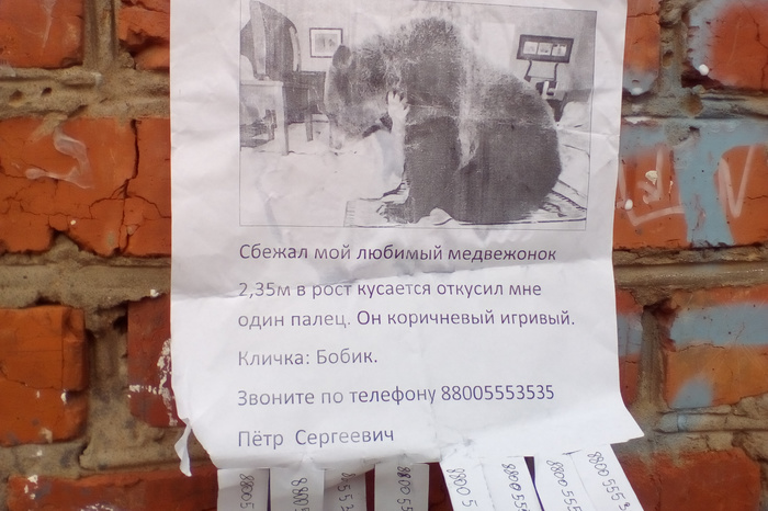 В Екатеринбурге в нескольких магазинах видели маленького медвежонка