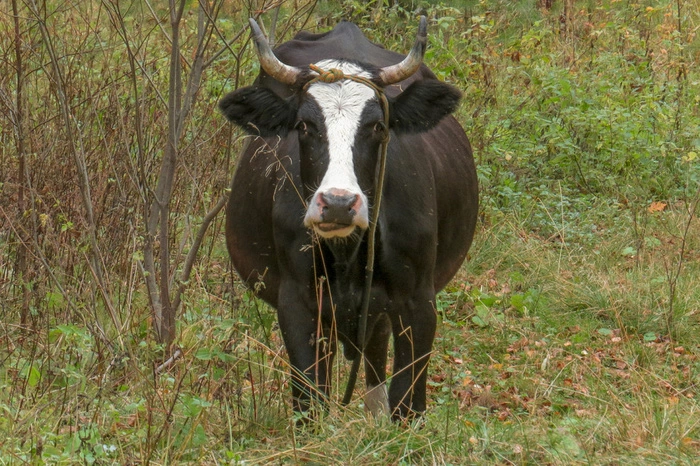 Ройзман: «Мусор из „миллионников“ годами свозили в лес, и он сейчас шуршит»
