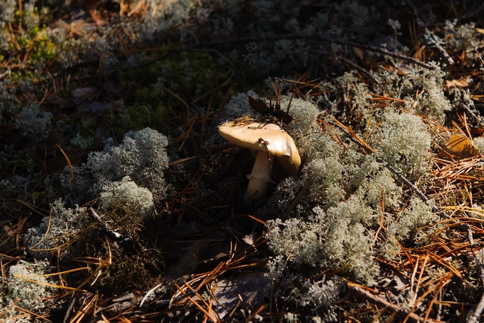 Свердловчане сообщили, где собрали первые грибы